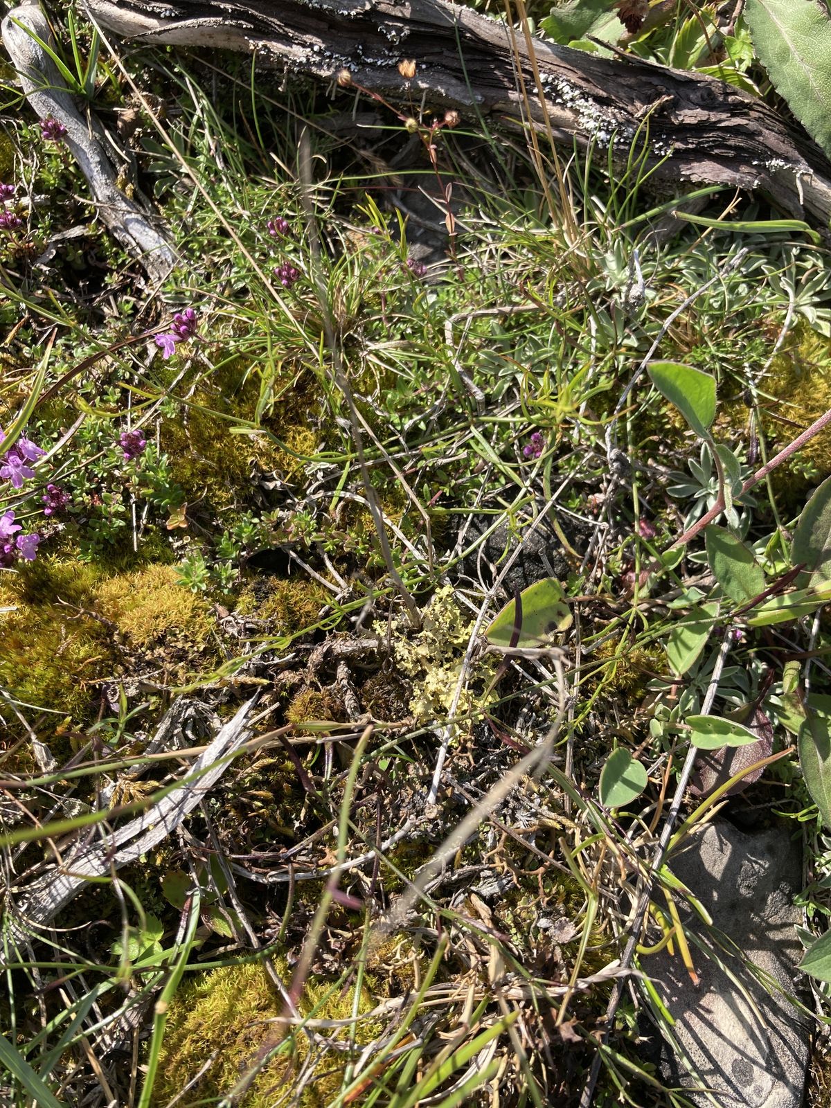 Vulpicida juniperinus