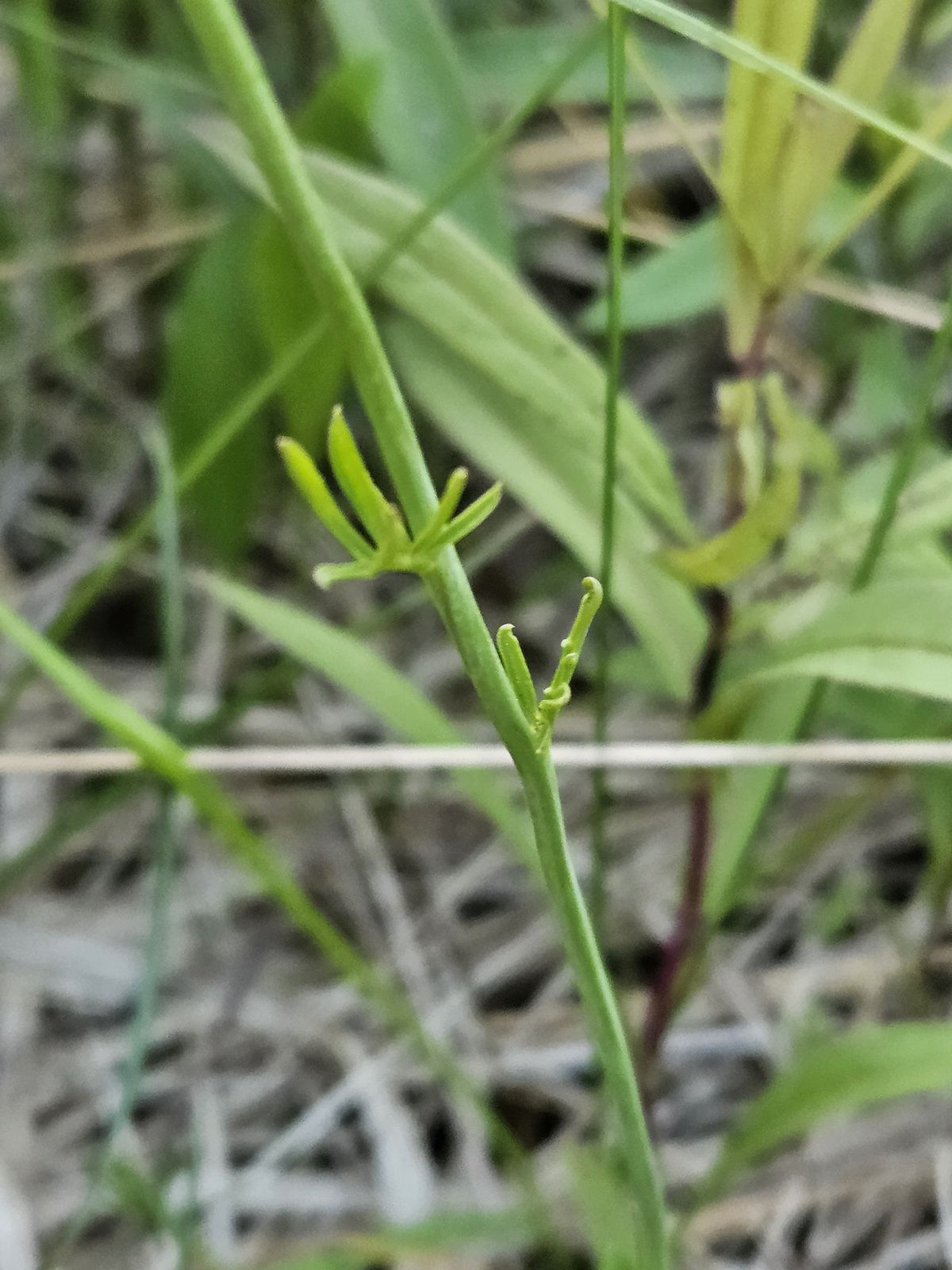Cardamine pratensis