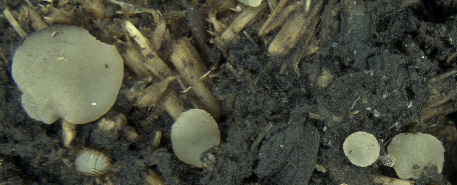 Thecotheus inaequilateralis