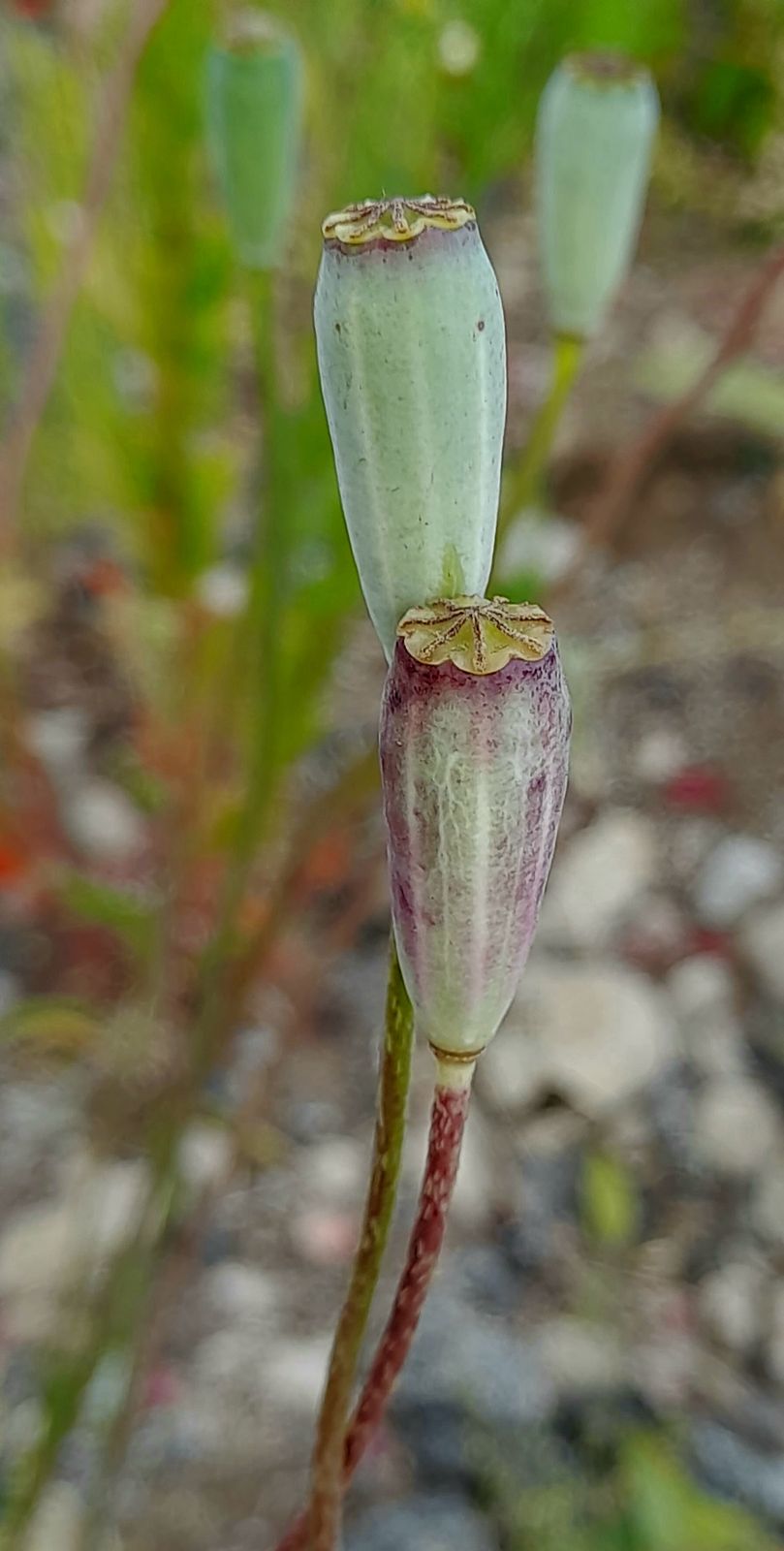 Papaver dubium