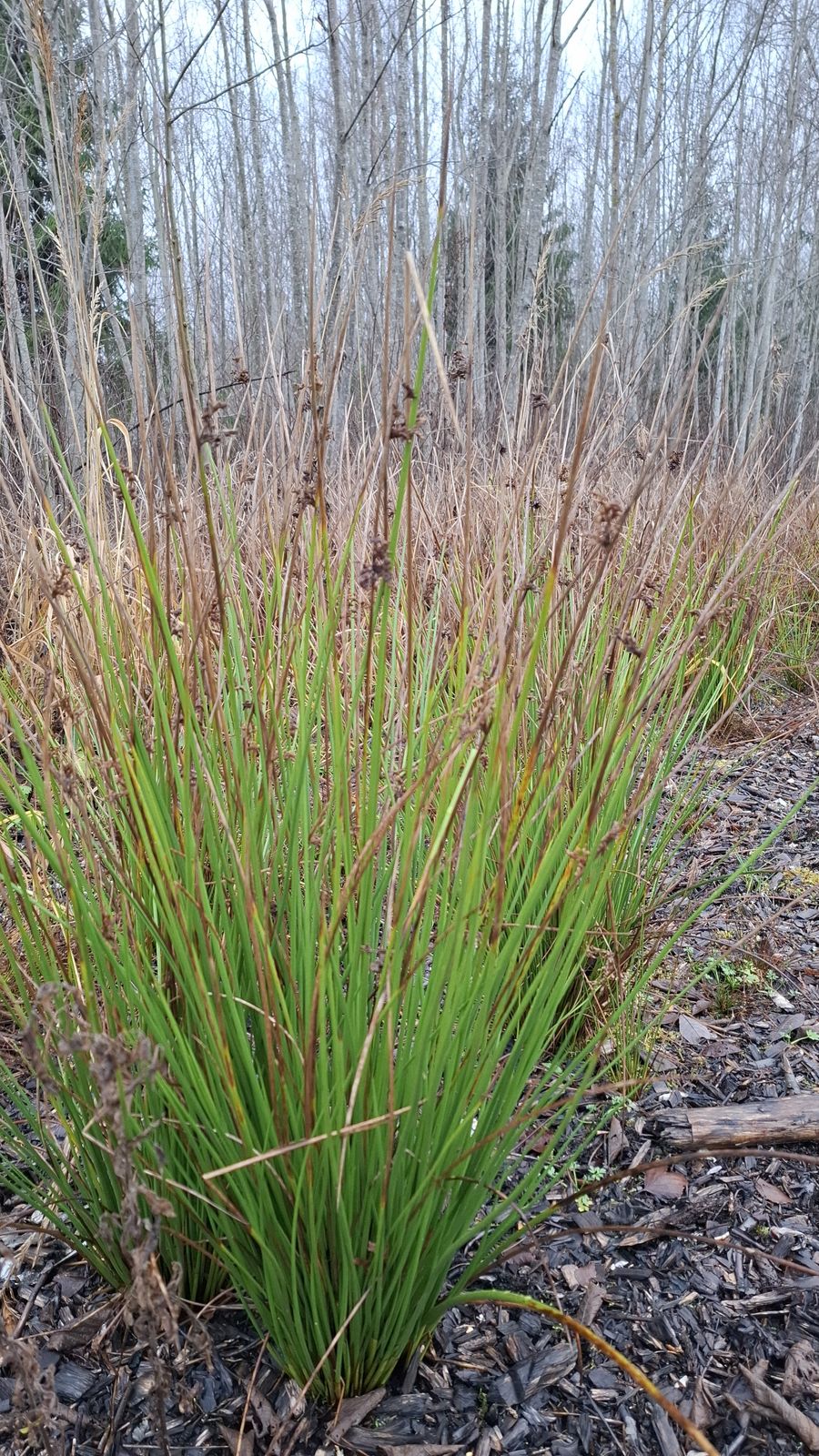 Juncus effusus