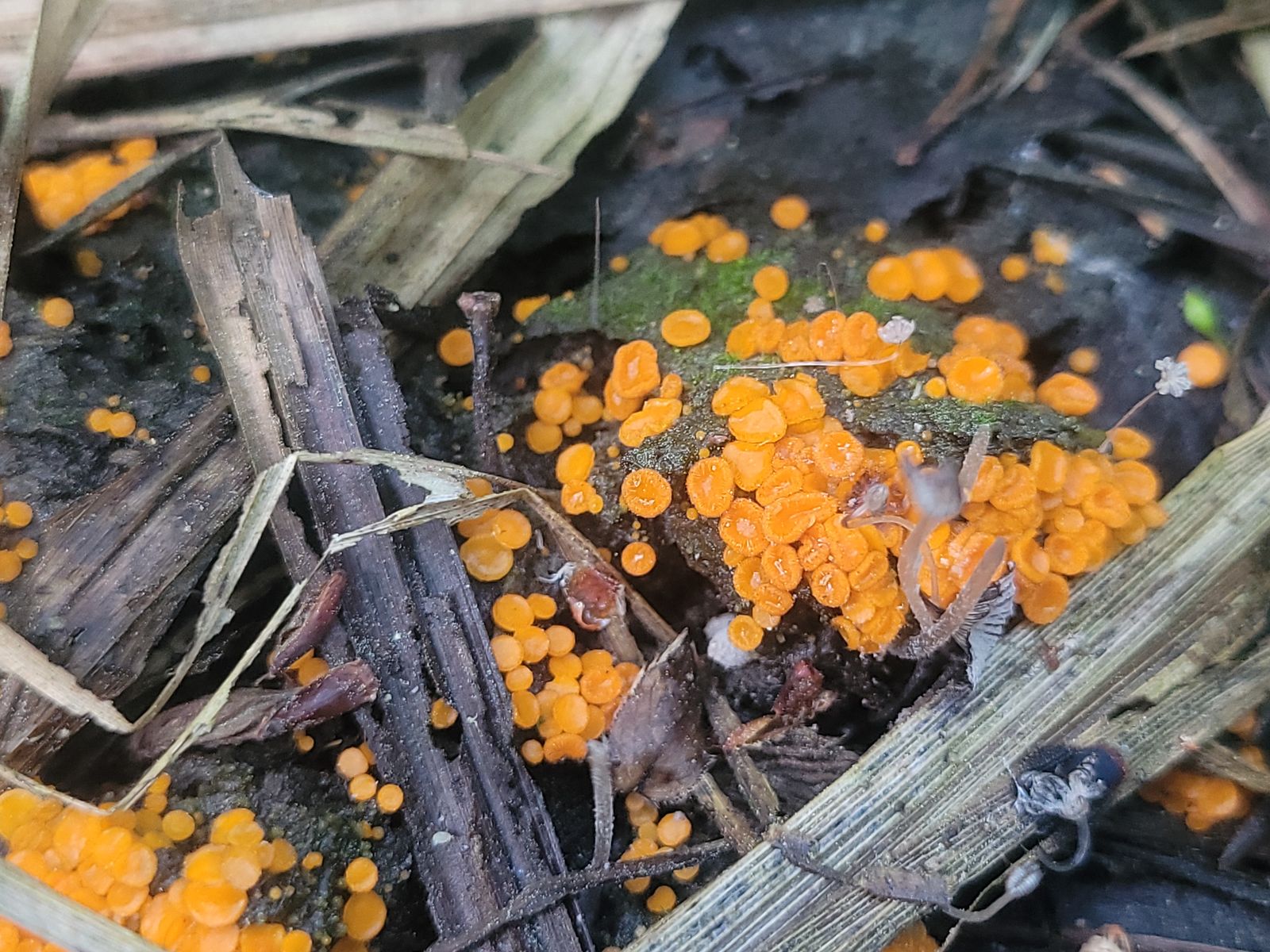 Byssonectria terrestris