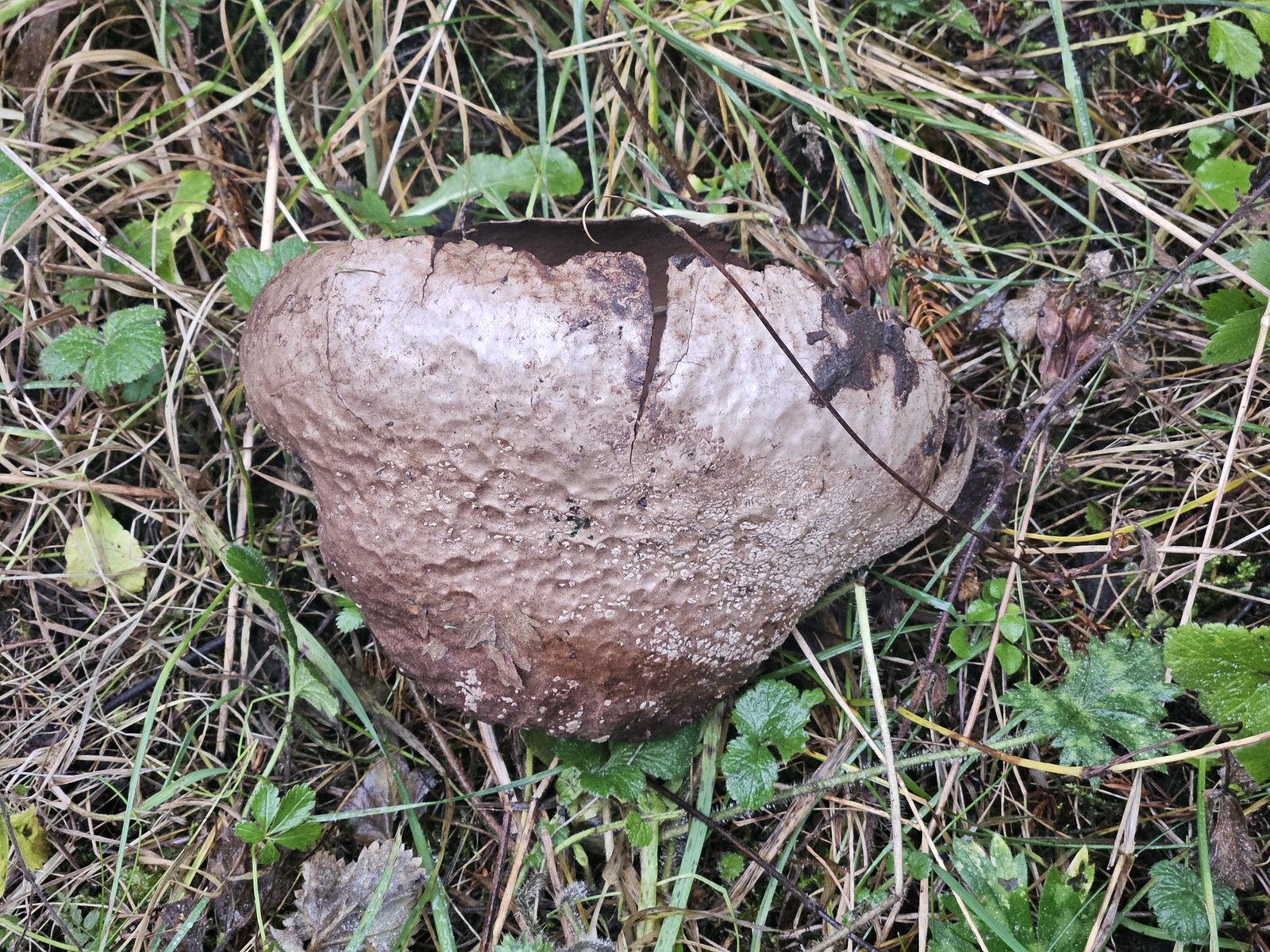 Lycoperdon utriforme