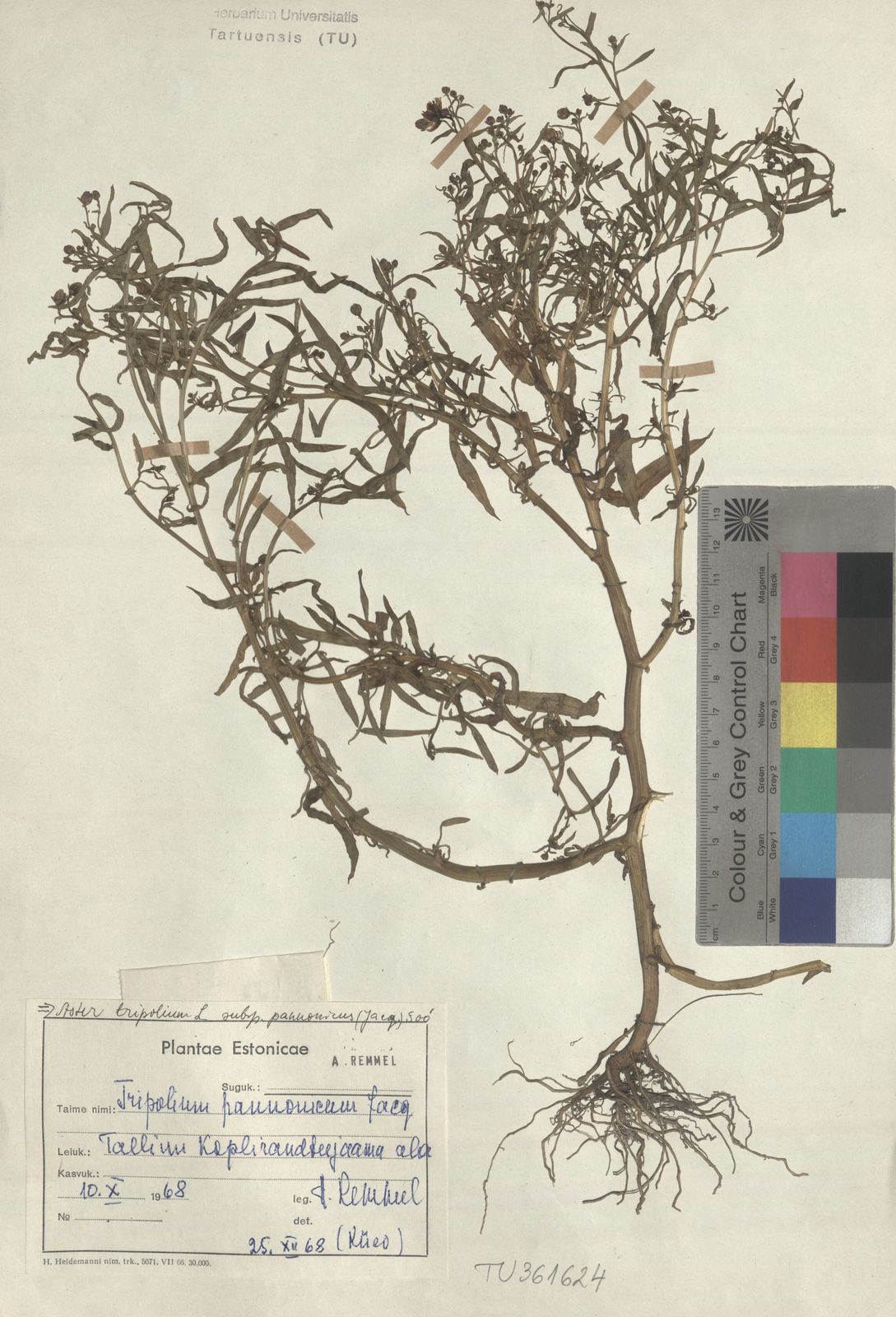 Aster tripolium subsp. pannonicus