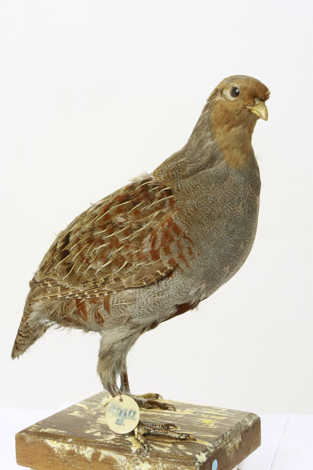 Perdix perdix perdix