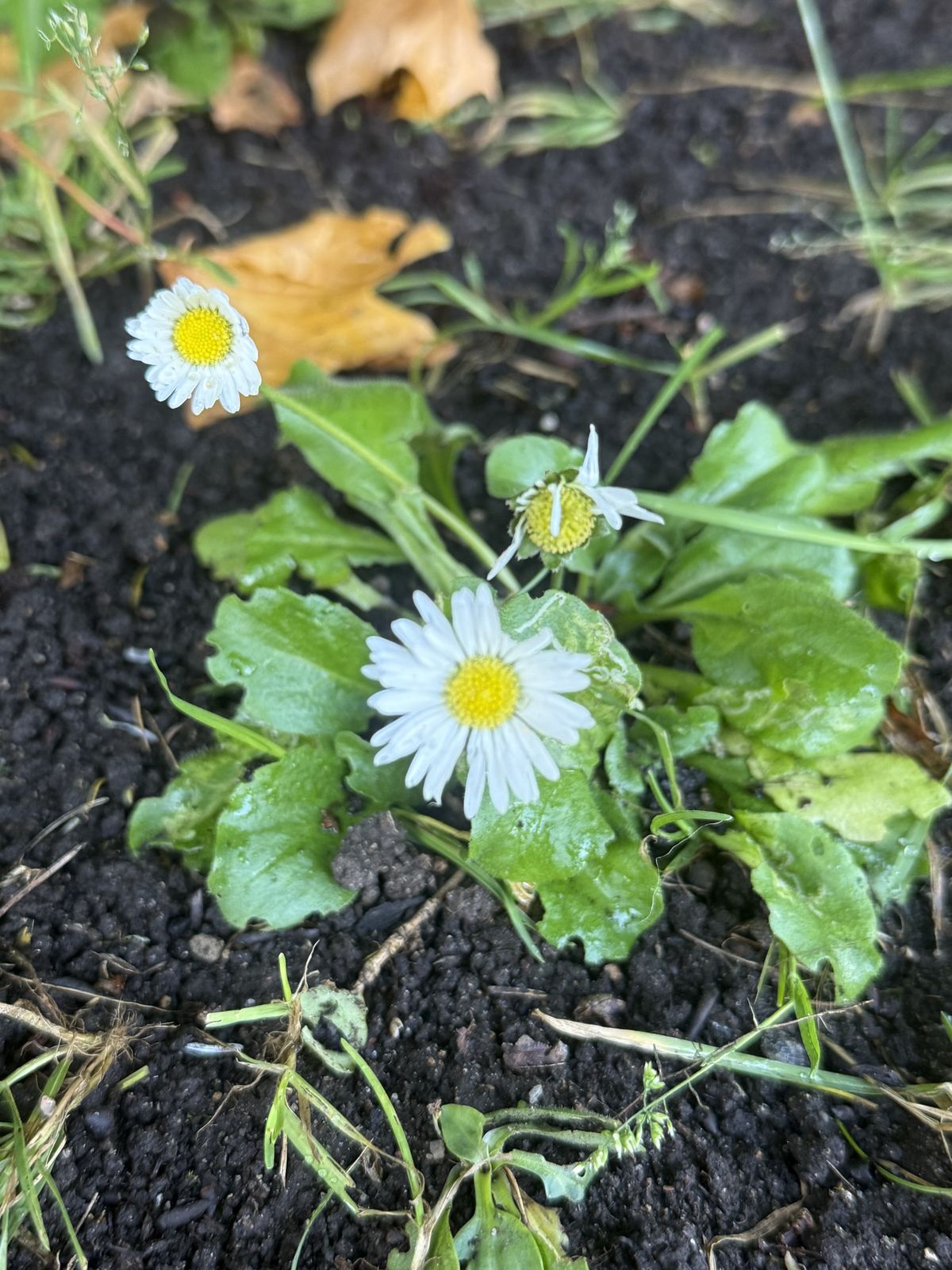 Bellis perennis