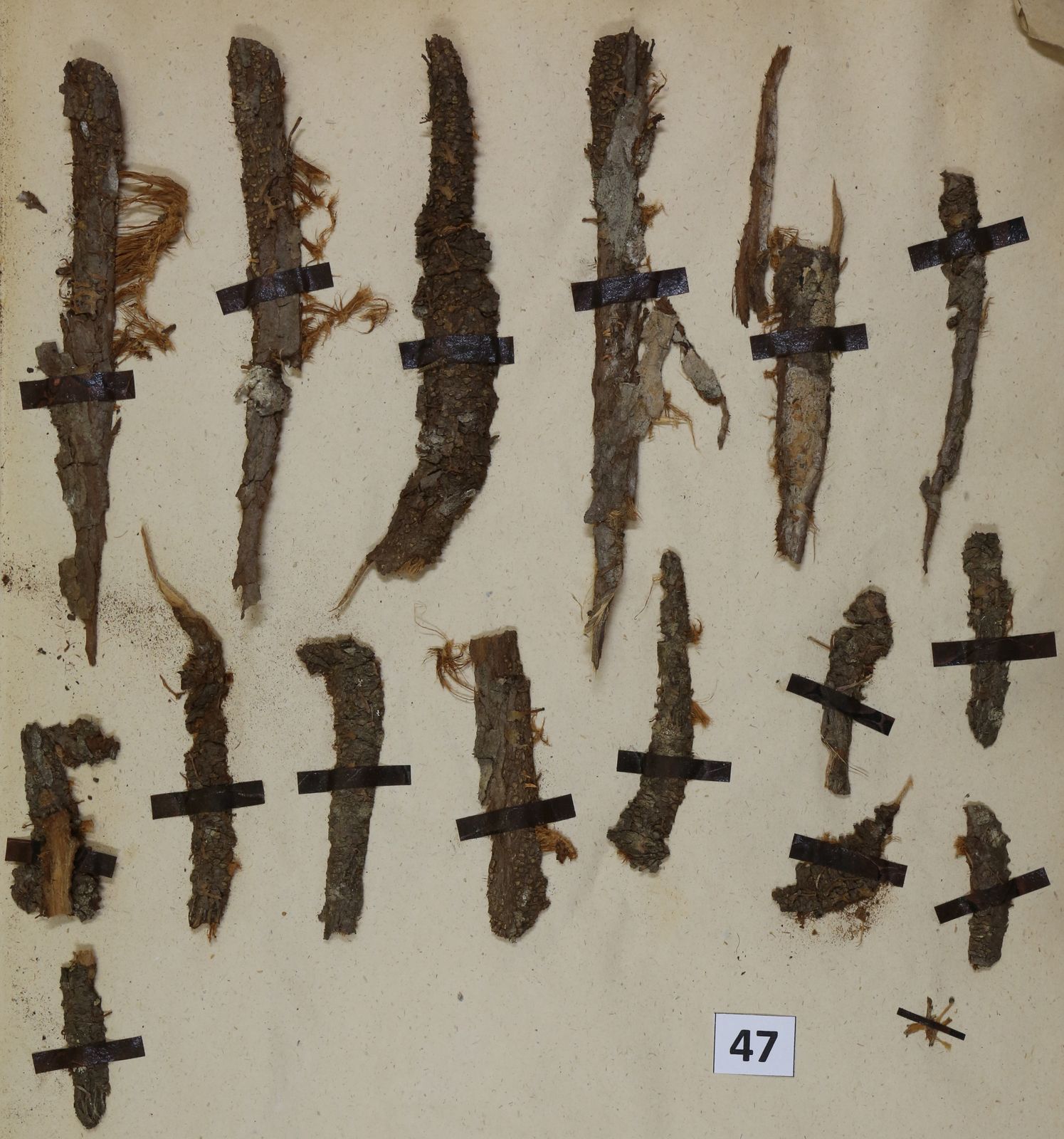 Gymnosporangium clavariiforme