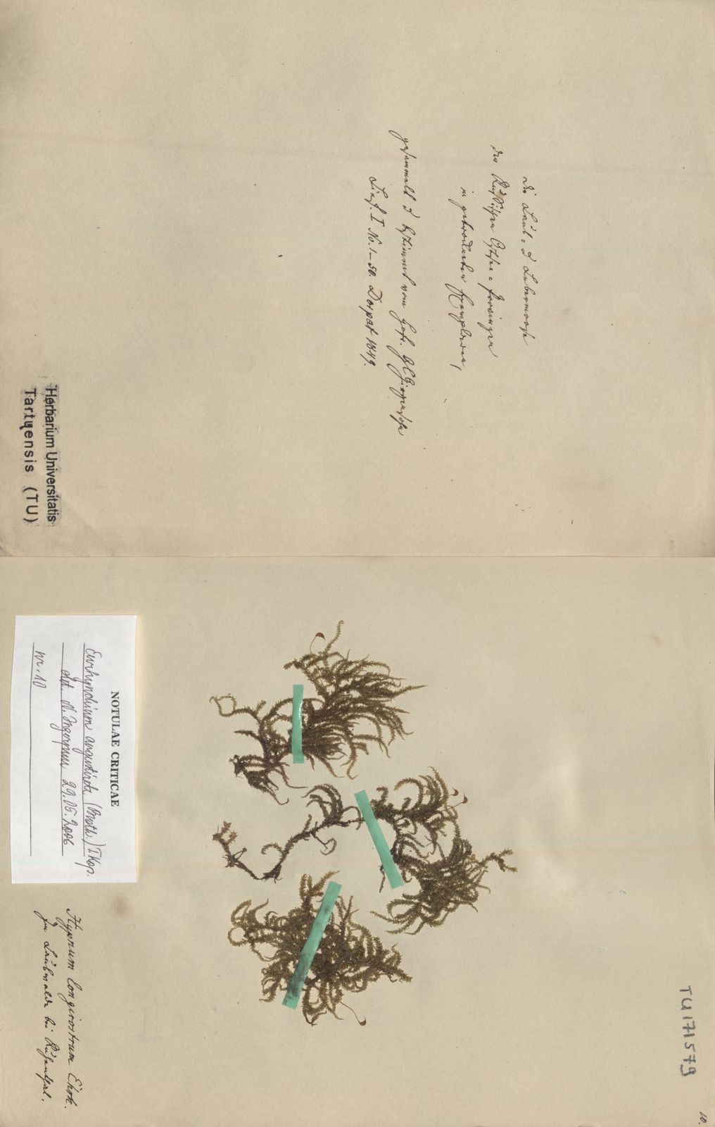 Eurhynchium angustirete