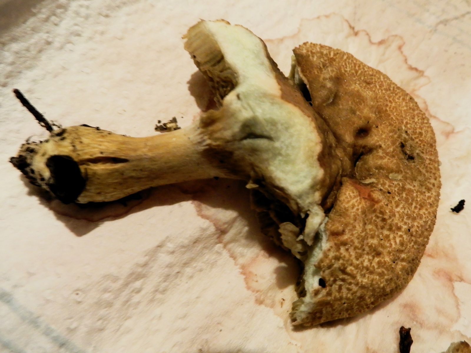 Hortiboletus engelii