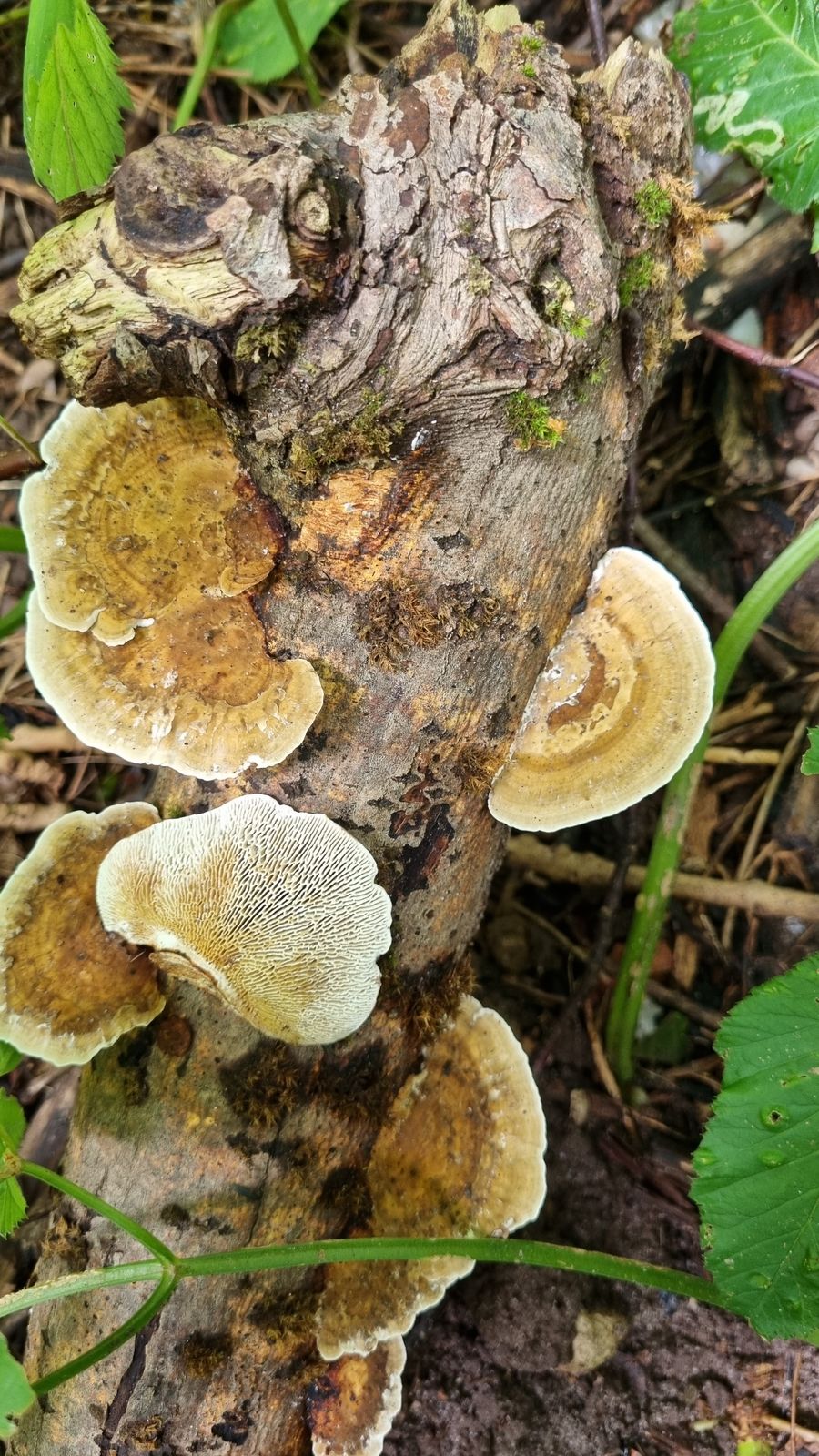 Daedaleopsis confragosa