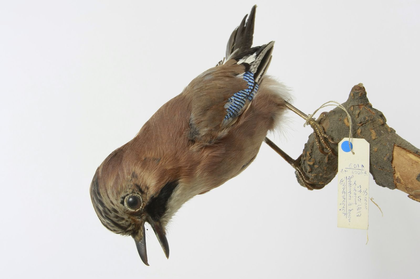 Garrulus glandarius glandarius