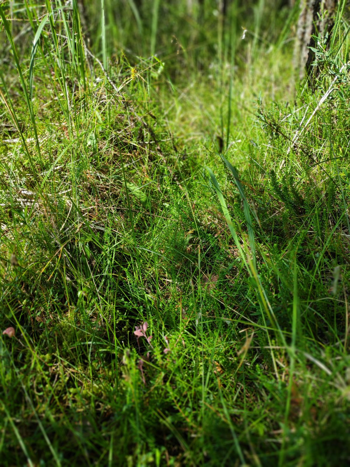 Carex capillaris