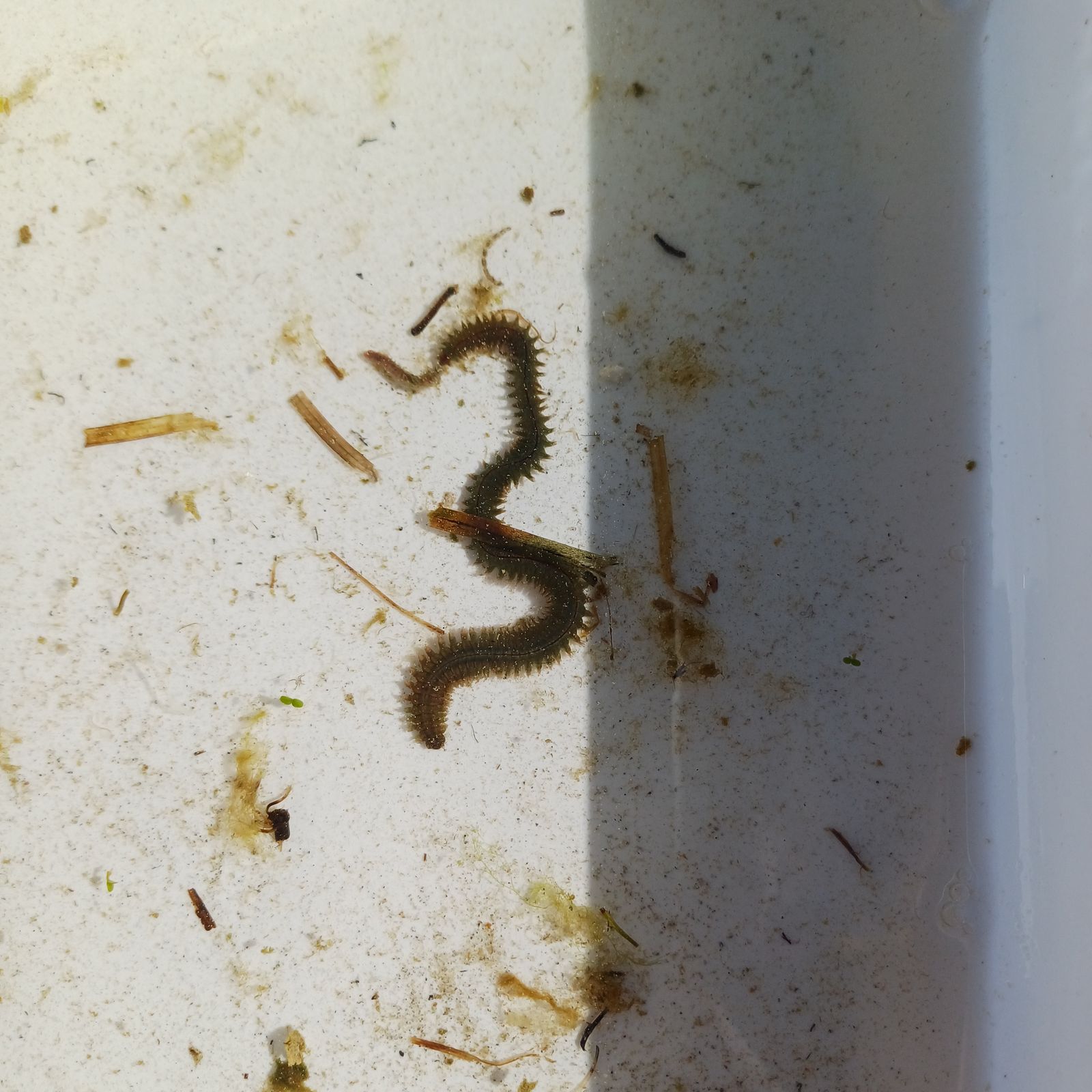 Hediste diversicolor