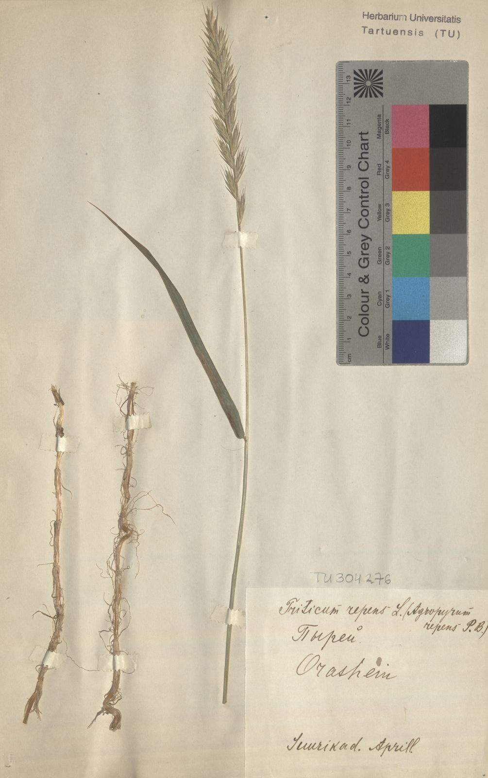 Elymus repens