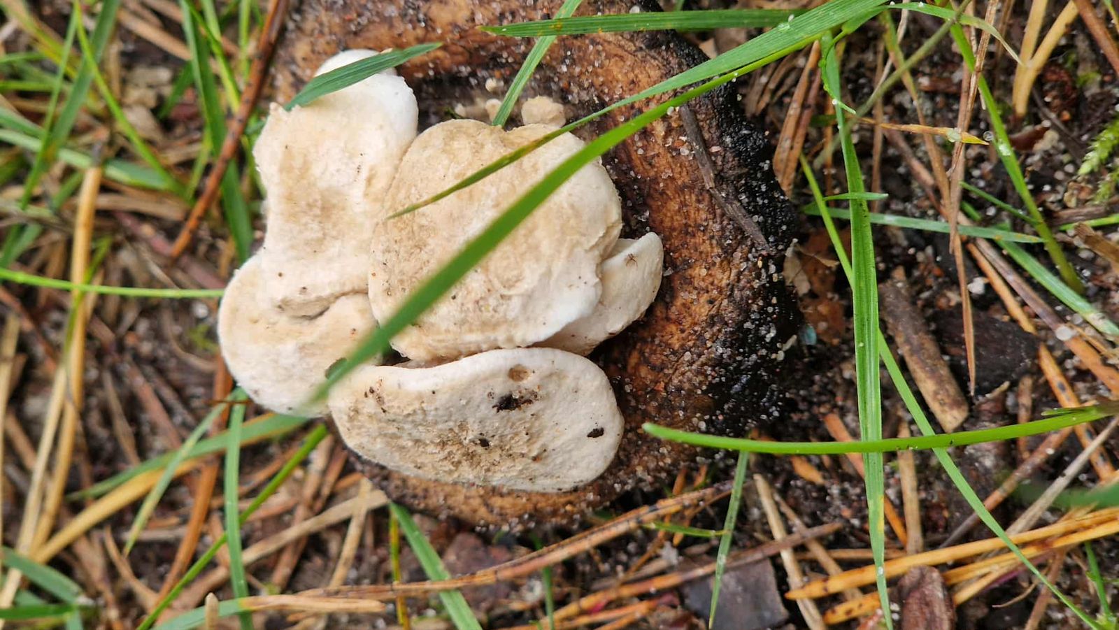 Asterophora lycoperdoides