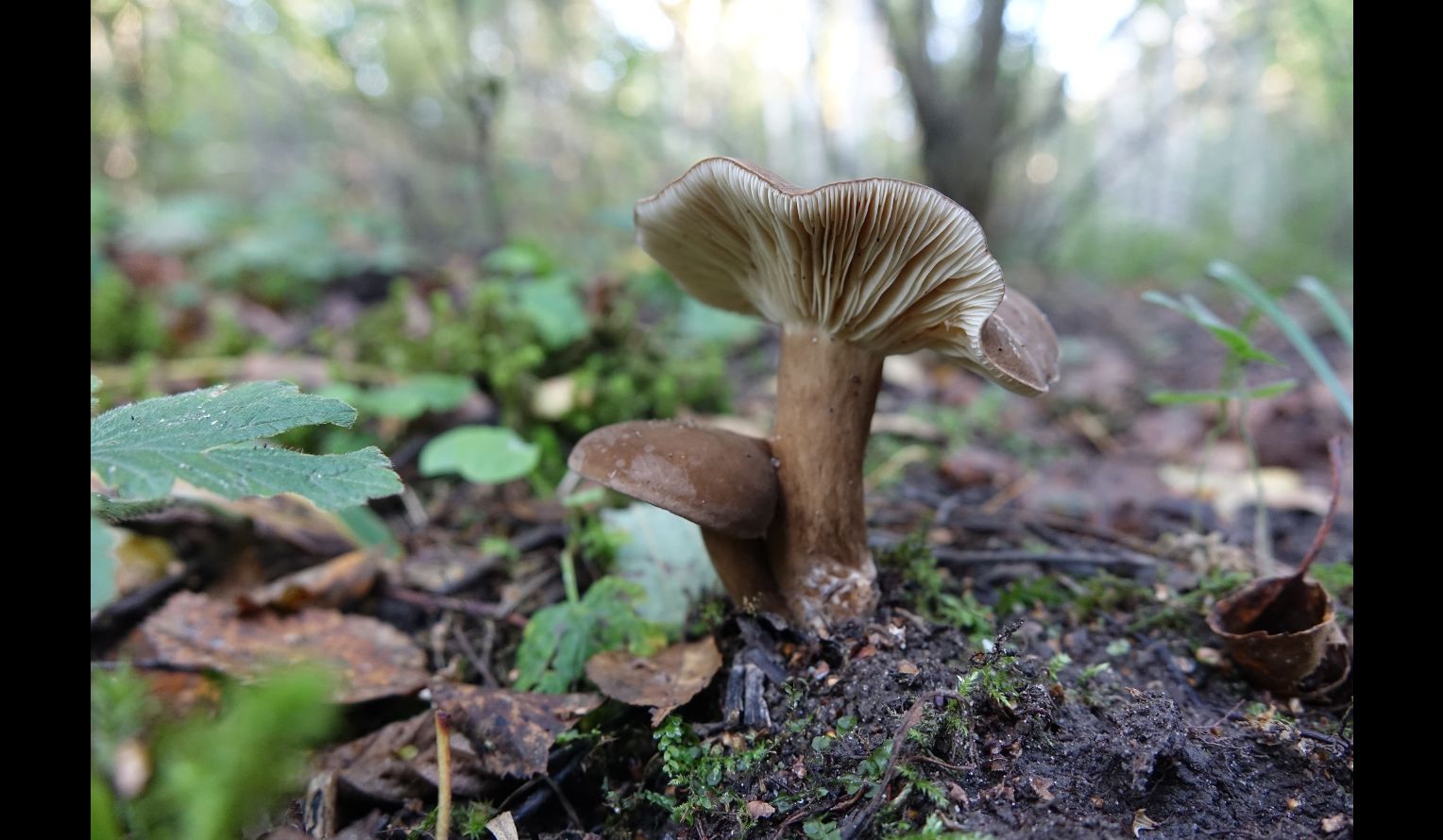 Lactarius fuliginosus