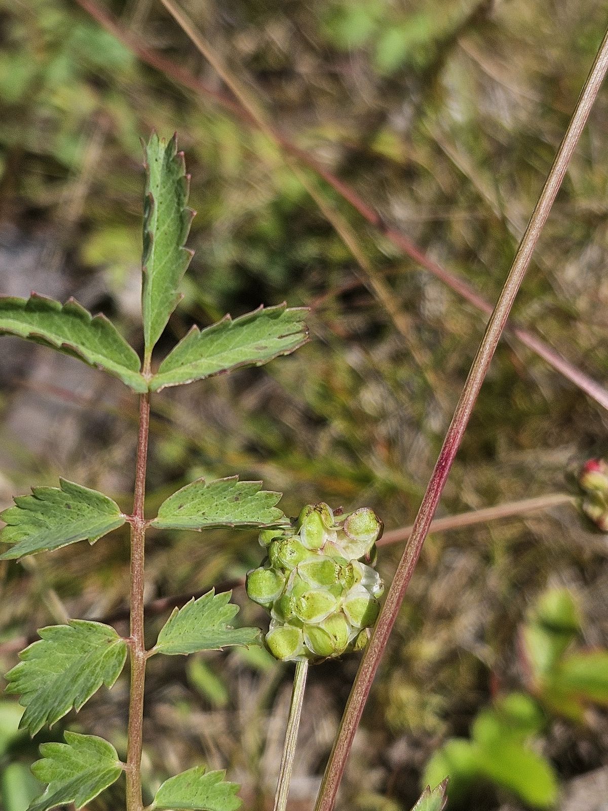 Sanguisorba minor