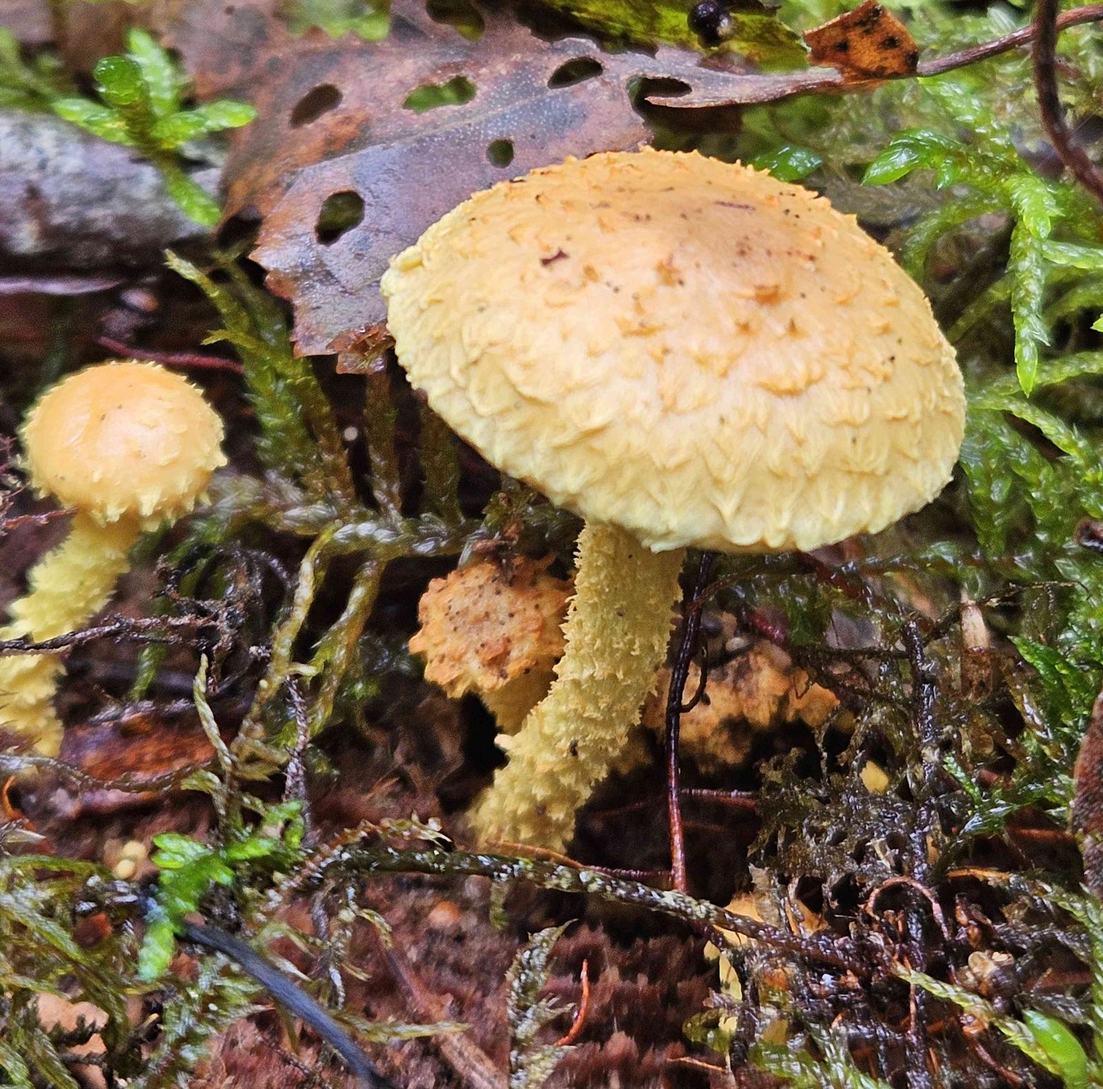 Pholiota flammans