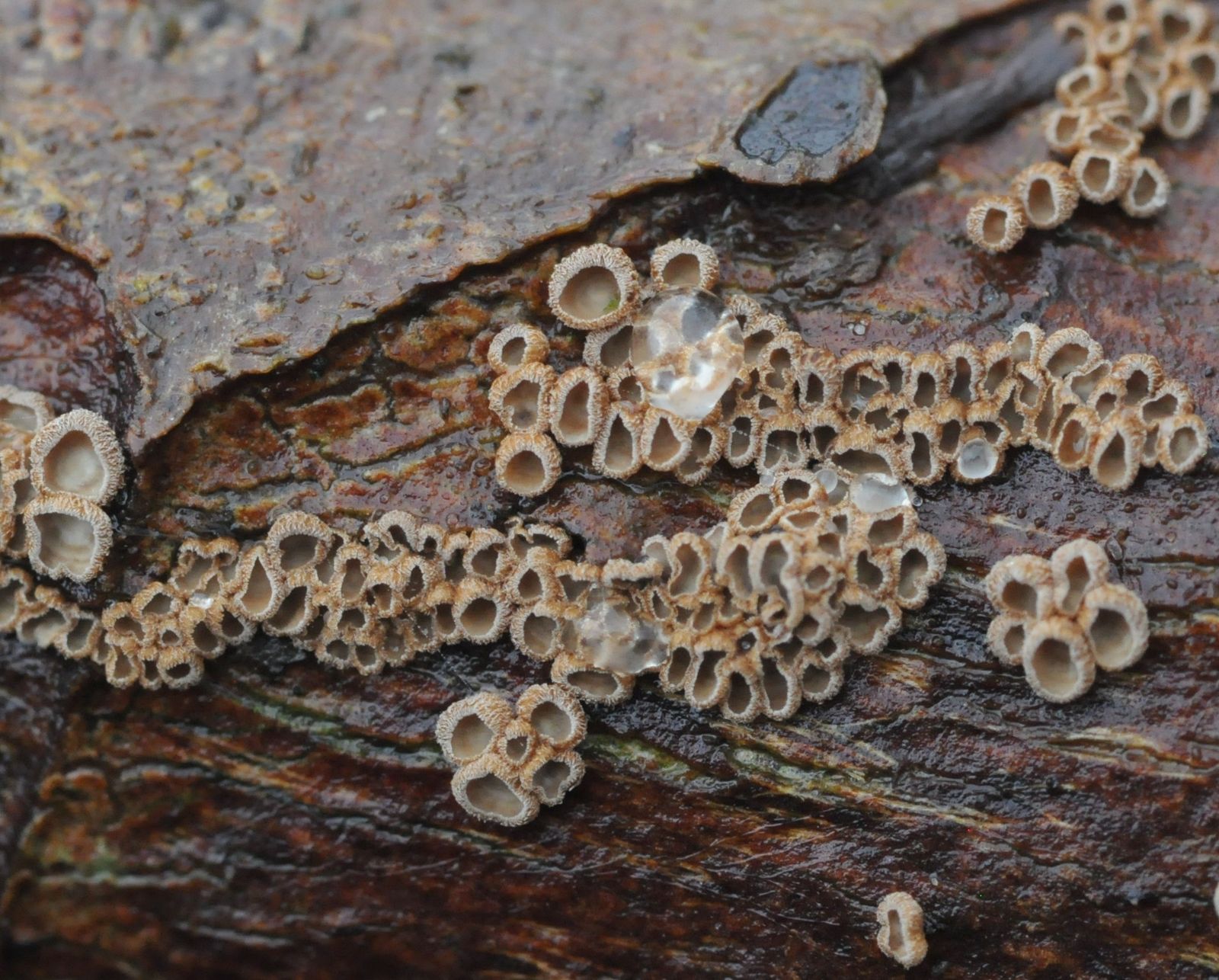 Merismodes fasciculata