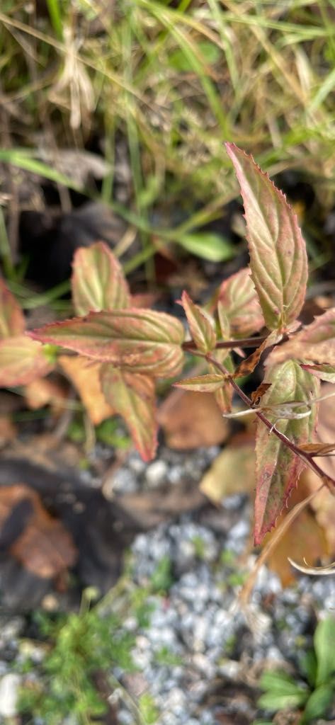 Epilobium montanum