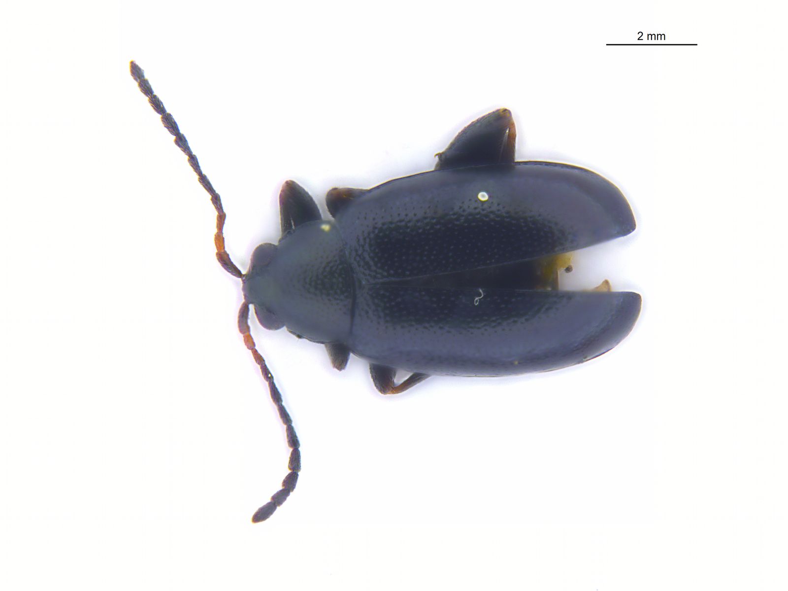 Phyllotreta astrachanica