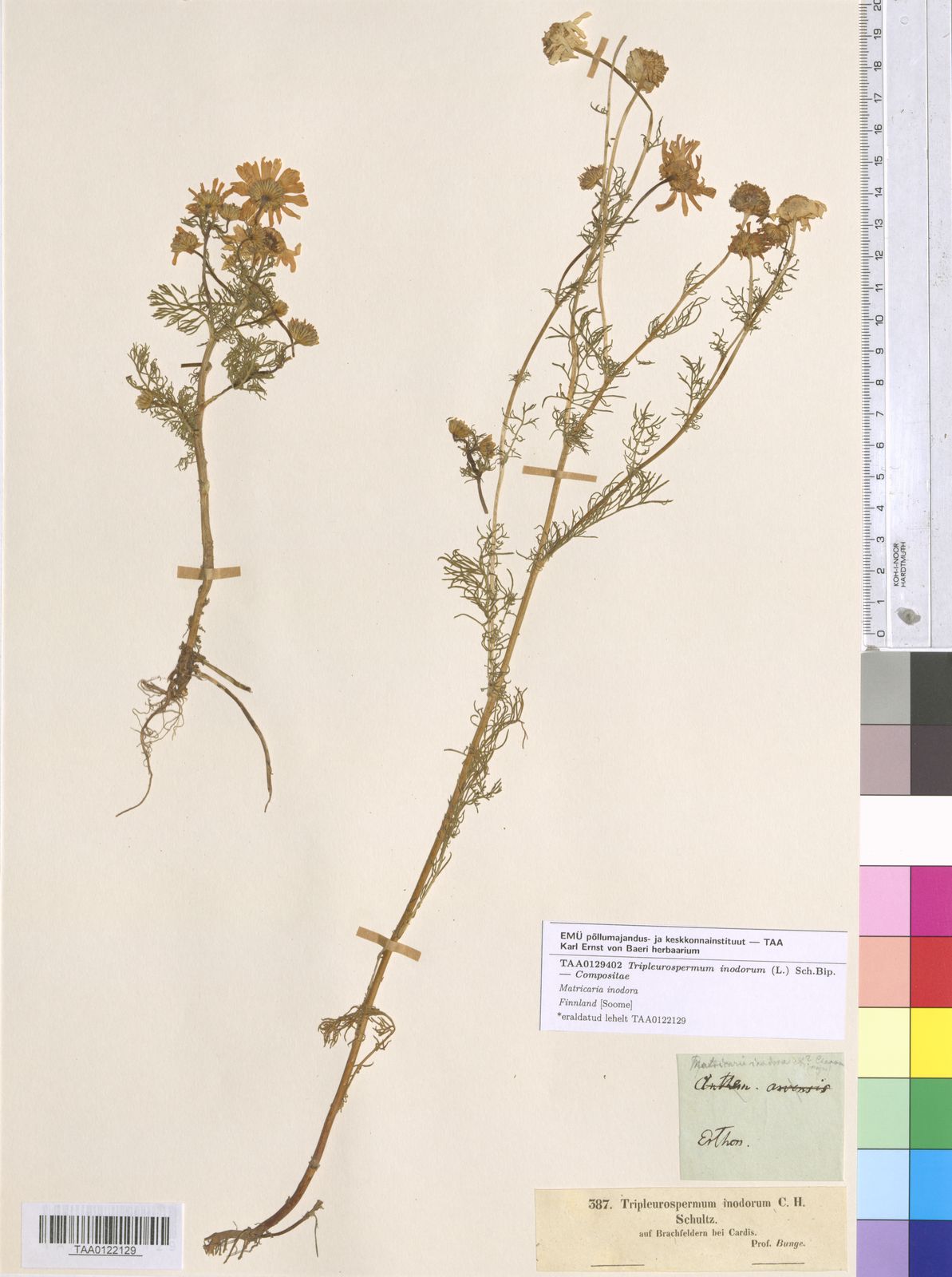 Matricaria perforata