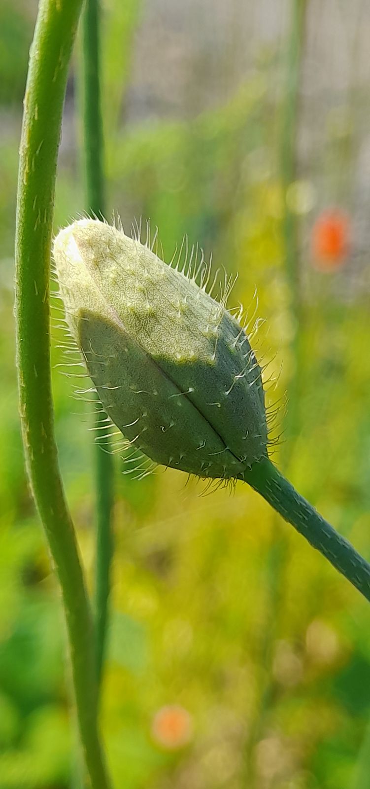 Papaver dubium