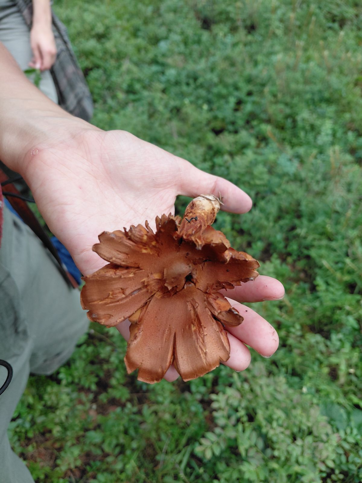 Cortinarius rubellus