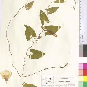 Calystegia sepium subsp. sepium