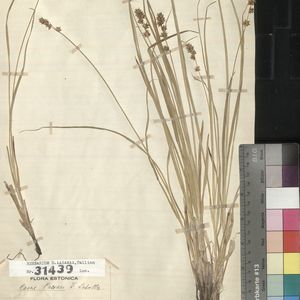 Carex muricata subsp. lamprocarpa