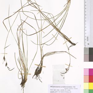 Carex nigra subsp. juncella