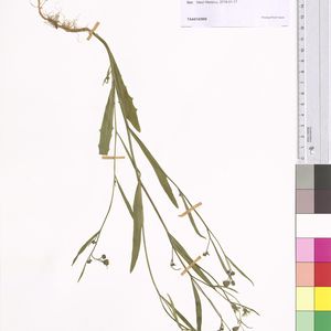 Crepis tectorum subsp. tectorum