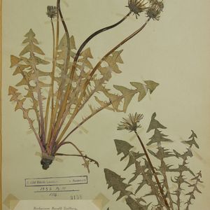 Taraxacum distinctum