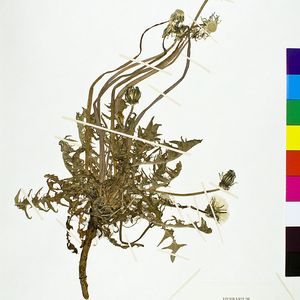 Taraxacum brachycranum