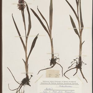 Dactylorhiza russowii × Dactylorhiza incarnata