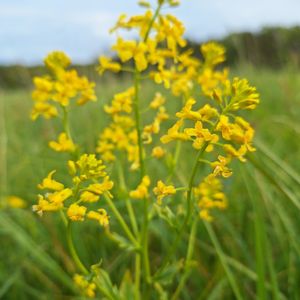 Barbarea vulgaris subsp. arcuata