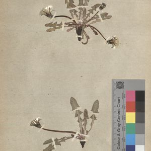 Taraxacum constrictifrons