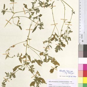 Atriplex longipes subsp. longipes