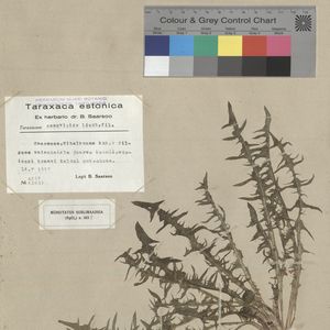 Taraxacum canoviride