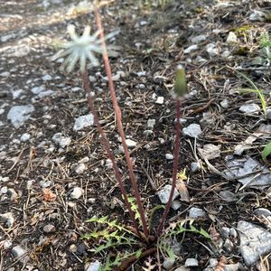 Taraxacum linguatifrons