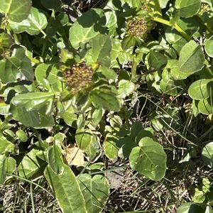 Barbarea vulgaris subsp. arcuata
