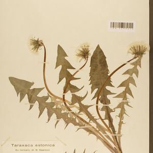 Taraxacum cuspidifrons