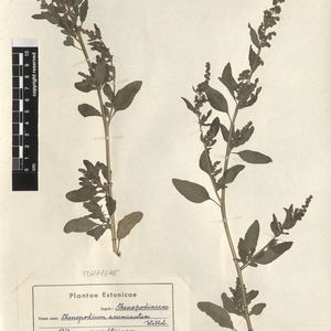 Chenopodium strictum subsp. strictum