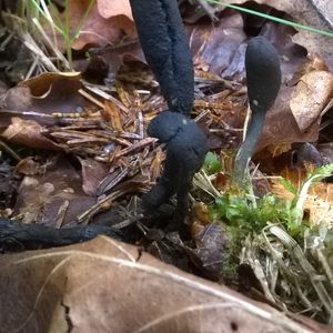 Tolypocladium ophioglossoides