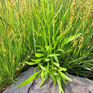Aster tripolium subsp. pannonicus