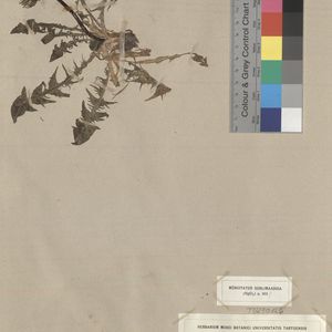 Taraxacum parvuliceps