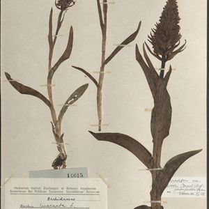 Dactylorhiza incarnata var. macrophylla