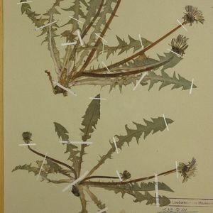 Taraxacum brevisectum