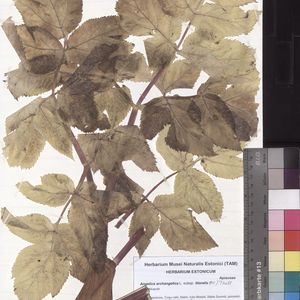 Angelica archangelica subsp. litoralis