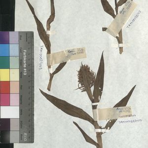 Dactylorhiza incarnata var. haematodes